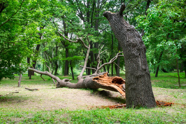 How Our Tree Care Process Works  in  Northvale, NJ